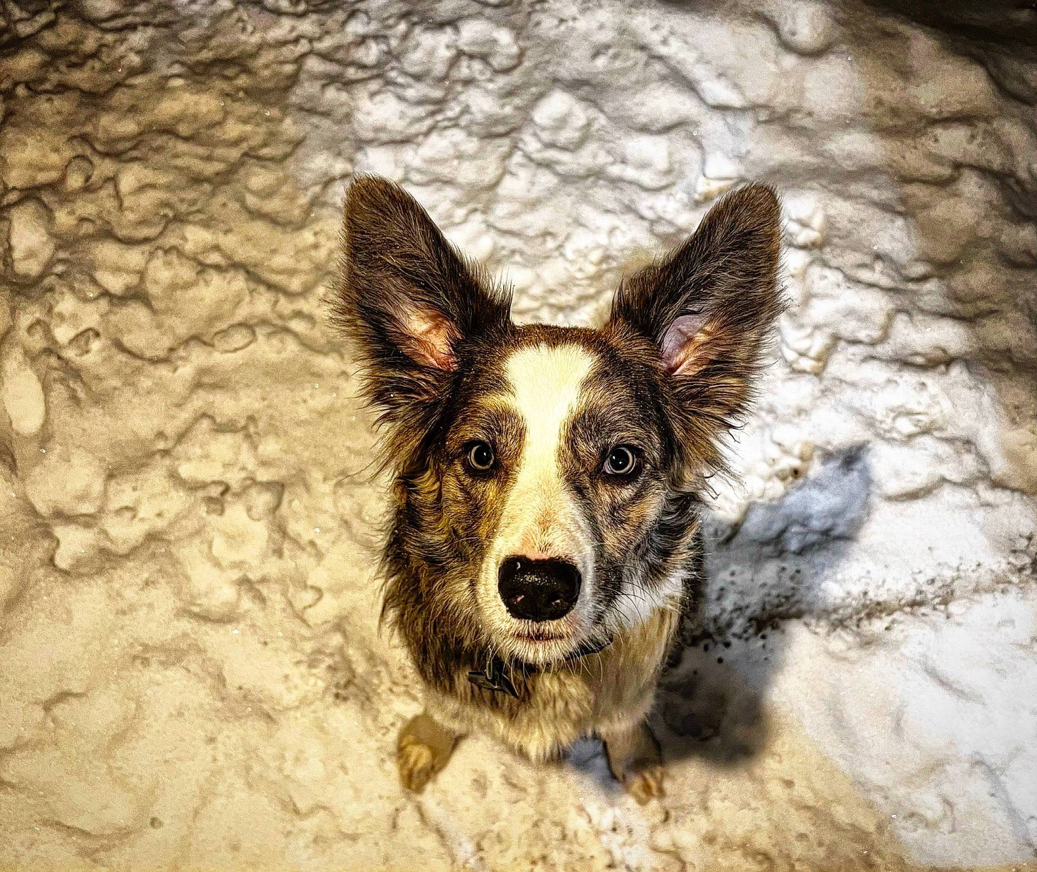 Rome joined the competition — help win amazing prizes! ancient_dog_breeds, canidae, carnivore, companion_dog, dog, dog_breed, east_european_shepherd, fur, happy, herding_dog, koolie, paw, snout, soil, sporting_group, street_dog, terrestrial_animal, whiskers, working_animal, working_dog
