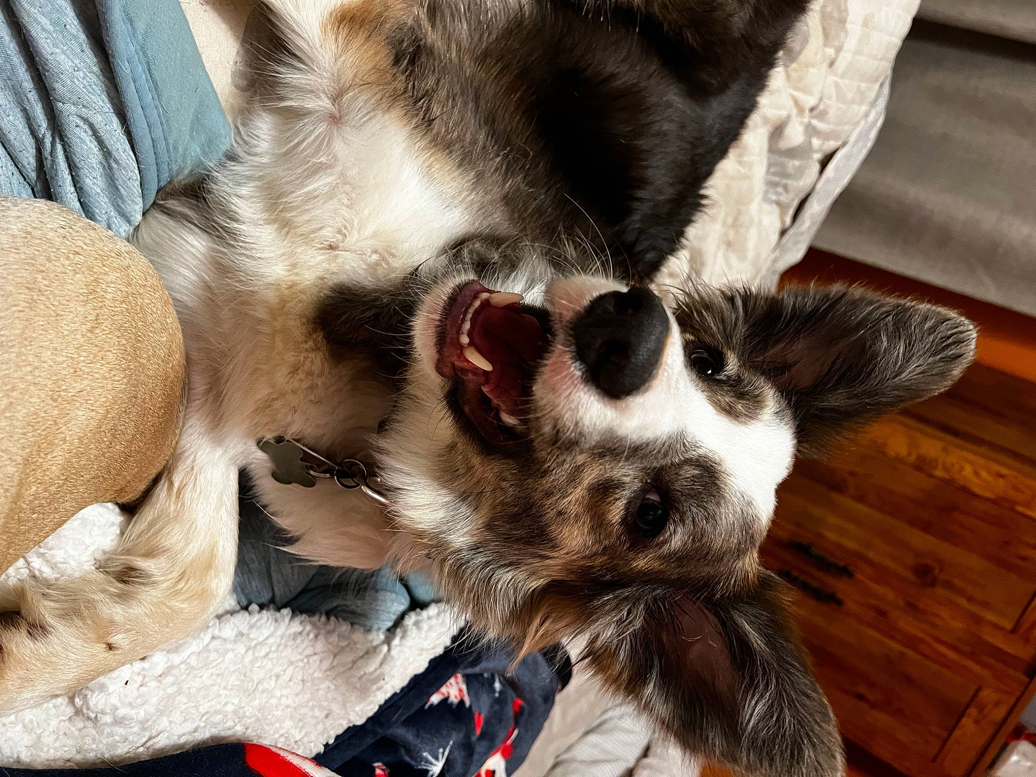 Rome joined the competition — help win amazing prizes! canidae, carnivore, comfort, companion_dog, dog, dog_breed, ear, fawn, felidae, fur, hardwood, non_sporting_group, paw, snout, sporting_group, terrestrial_animal, whiskers, wood, working_animal