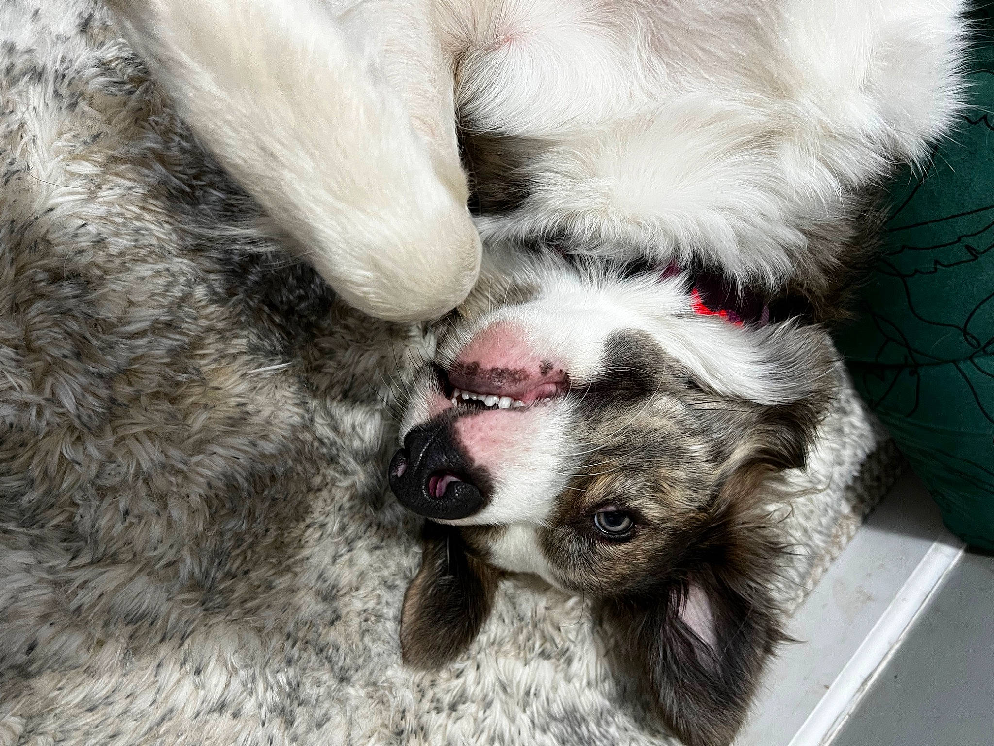 Rome is registered to the contest to win money with this photo: bored, canidae, carnivore, claw, comfort, companion_dog, dog, dog_breed, ear, fawn, foot, fur, liver, mammal, paw, snout, sporting_group, vertebrate, whiskers, working_animal