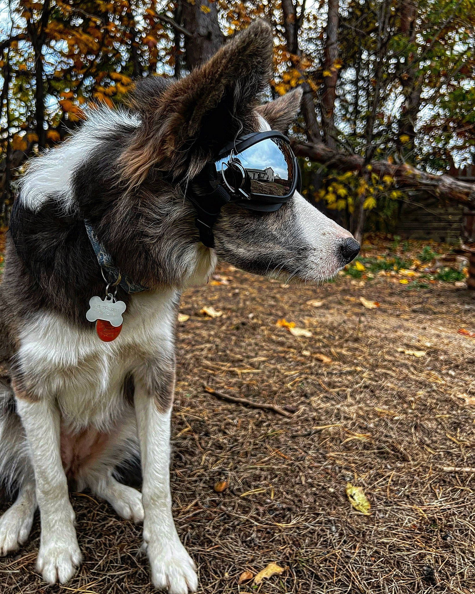 Rome joined the competition — help win amazing prizes! canidae, carnivore, collar, companion_dog, dog, dog_breed, dog_collar, fur, goats, grass, leash, plant, snout, soil, sporting_group, tail, terrestrial_animal, tree, working_animal, working_dog