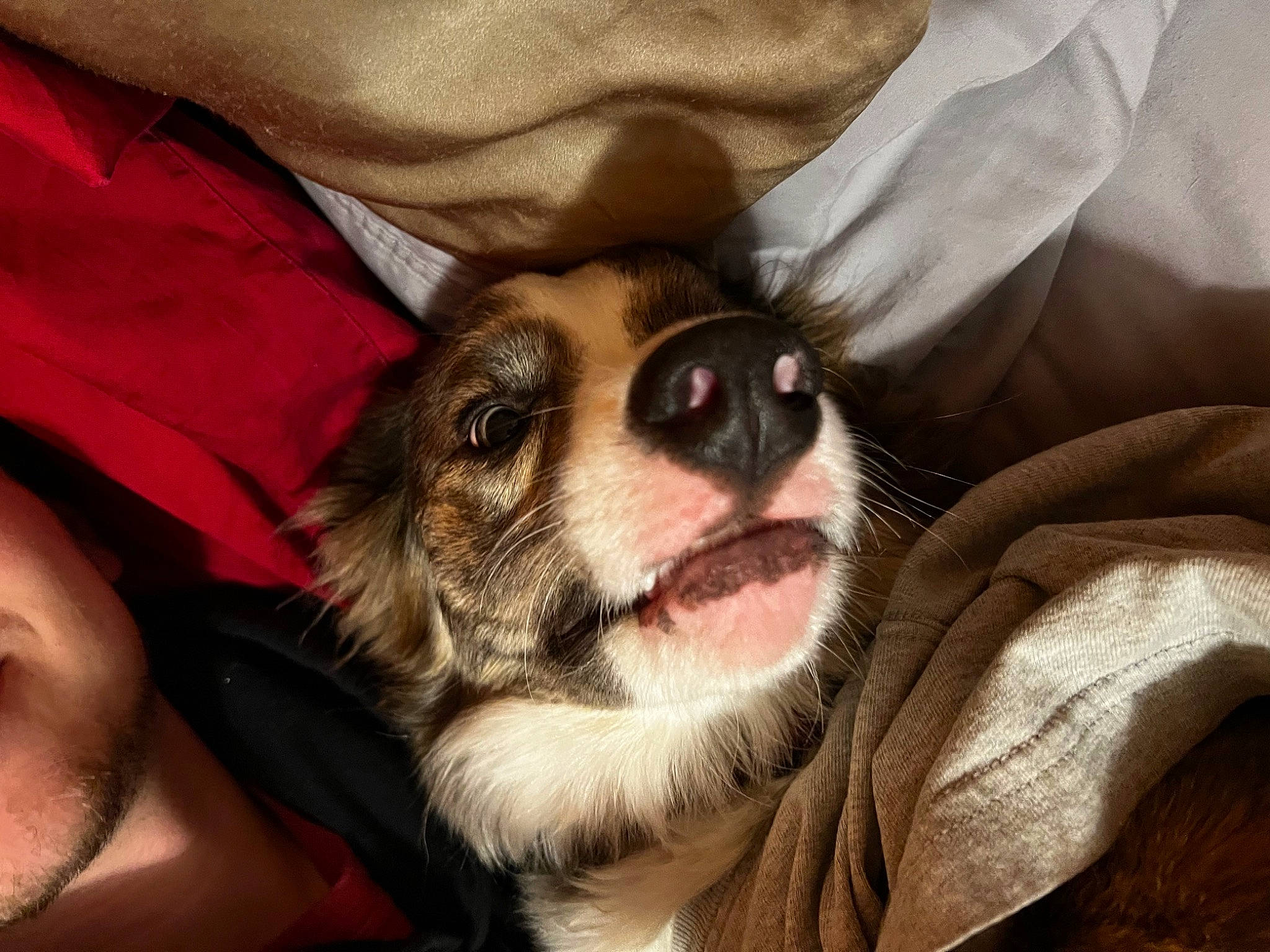 Rome joined the competition — help win amazing prizes! canidae, carnivore, comfort, companion_dog, dog, dog_breed, ear, fawn, fur, linens, non_sporting_group, paw, puppy_love, sitting, snout, sporting_group, toy_dog, whiskers