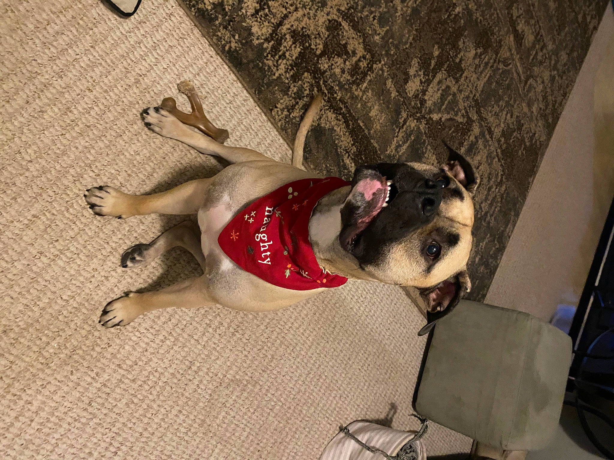 Braxton joined the competition — help win amazing prizes! carmine, companion_dog, costume, dog, dog_breed, dog_clothes, dog_supply, eyewear, fashion_design, fawn, fictional_character, flooring, fur, glasses, human_leg, sunglasses, tail, thigh, visual_arts, wood