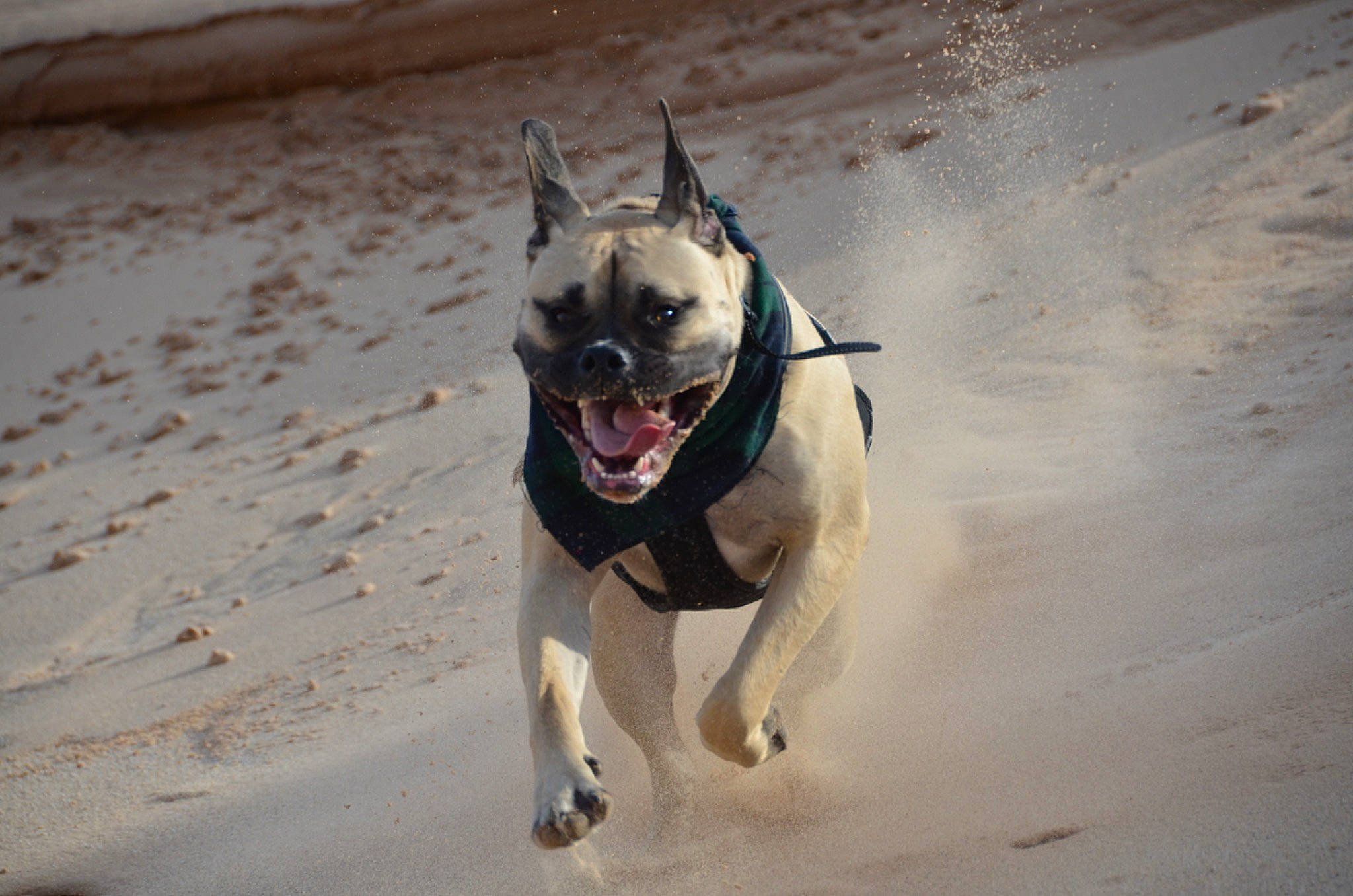 Braxton joined the competition — help win amazing prizes! canidae, carnivore, collar, companion_dog, dog, dog_breed, dog_collar, dog_supply, fawn, guard_dog, landscape, leash, pet_supply, sand, snout, sporting_group, whiskers, winter, working_animal, working_dog