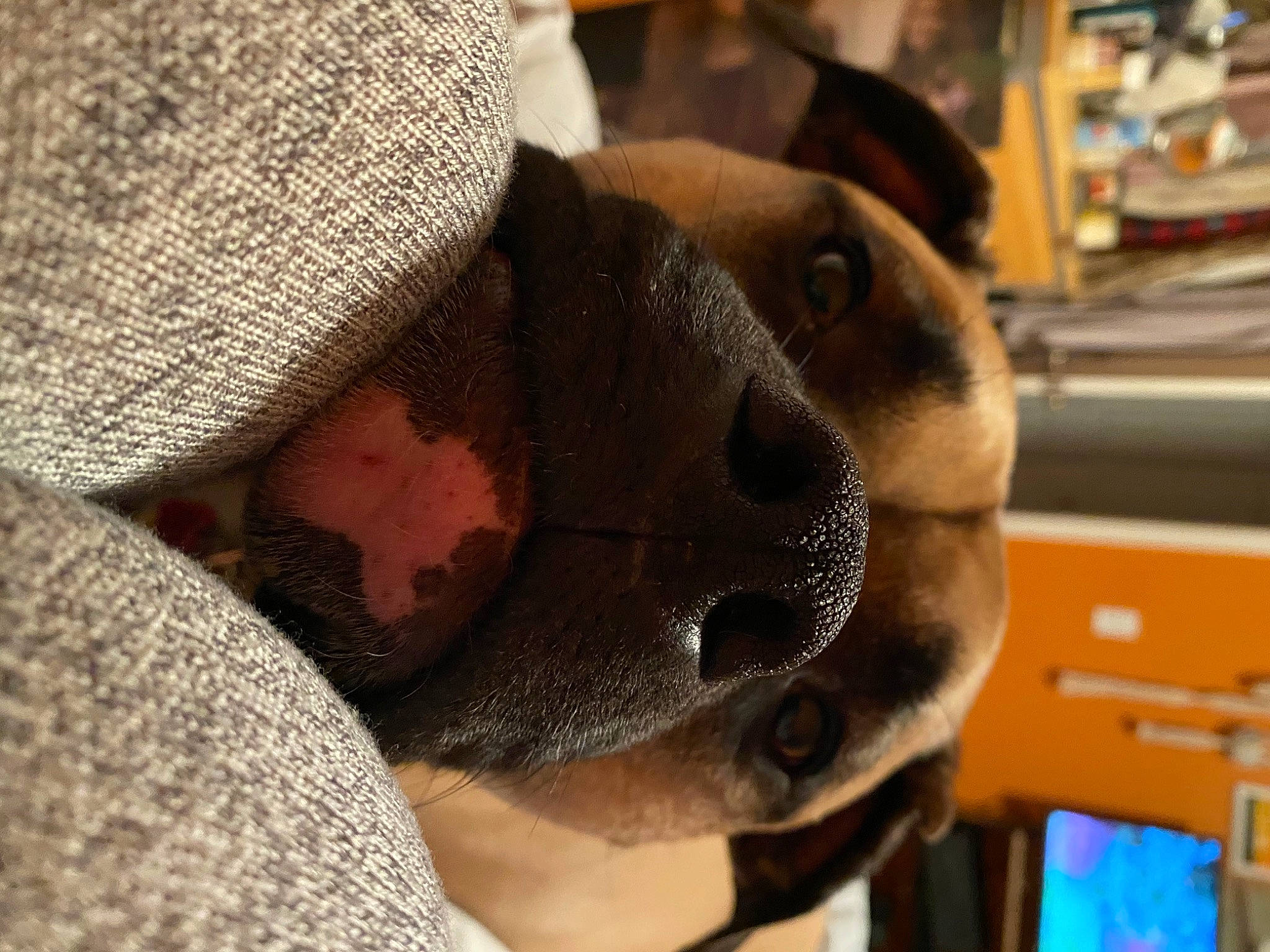 Braxton is registered to the contest to win money with this photo: audio_equipment, beard, cap, carnivore, companion_dog, dog, dog_breed, ear, eyewear, facial_hair, fawn, goggles, hat, head, moustache, nose, personal_protective_equipment, selfie, snout, sunglasses