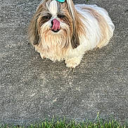 Kandy joined the competition — help win amazing prizes! adorable, animal, bow, brown_fur, canine, concrete, cute, dog, fluffy, fur, grass, outdoor, pet, playful, shih_tzu, small_dog, standing, tongue, tongue_out, white_fur