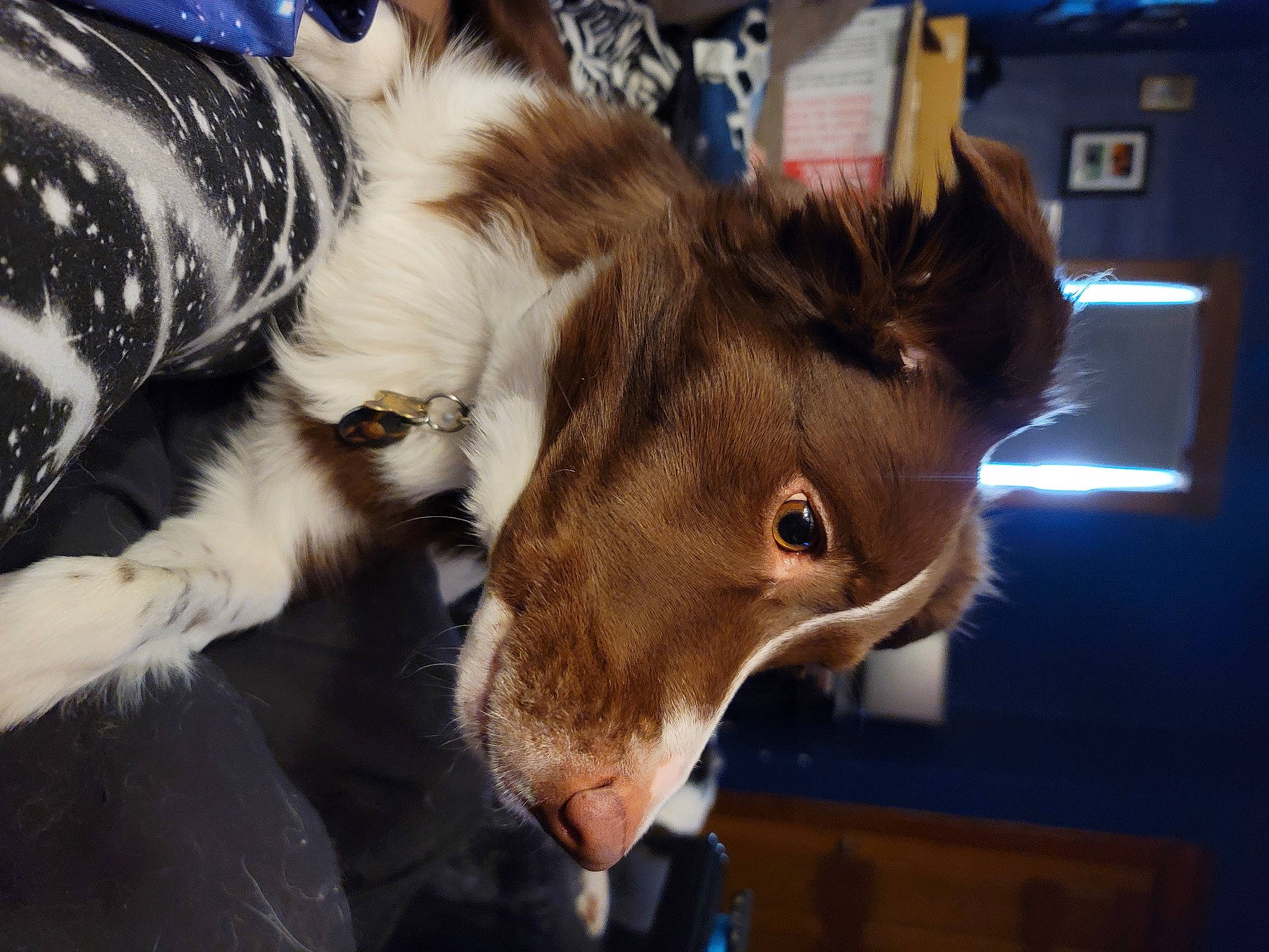 Loki joined the competition — help win amazing prizes! canidae, claw, companion_dog, dog_breed, ear, fawn, felidae, fur, human_leg, liver, livestock, pack_animal, paw, small_to_medium_sized_cats, snout, sporting_group, whiskers, working_animal