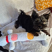 Valentine a rejoint le concours — aidez-le/la à gagner de superbes lots ! dog, plush_toy, couch, yellow_pillow, black_dog, indoor, pet, fur, toy, fabric, home, relaxed, cute, animal, small_dog, resting, decor, cozy, comfort, living_room