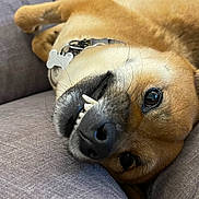 Mitsuki participe au concours pour gagner de l'argent avec cette photo : dog, pet, canine, smiling, teeth, couch, gray, fur, collar, indoor, closeup, relaxed, playful, animal, cute, whiskers, nose, lying_down, happy, domestic