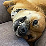 animal, canine, closeup, collar, couch, cute, dog, domestic, fur, gray, happy, indoor, lying_down, nose, pet, playful, relaxed, smiling, teeth, whiskers