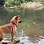 Mitsuki a rejoint le concours — aidez-le/la à gagner de superbes lots ! dog, animal, water, pond, tree_root, nature, outdoor, red_harness, canine, standing, forest, greenery, reflection, calm, daylight, mammal, fur, snout, ears, profile
