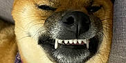 Mitsuki participe au concours pour gagner de l'argent avec cette photo : dog, canine, pet, collar, tag, teeth, fangs, smile, closeup, face, fur, brown, lying_down, resting, indoors, couch, texture, funny, expression, animal