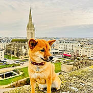 Mitsuki a rejoint le concours — aidez-le/la à gagner de superbes lots ! dog, shiba_inu, pet, animal, outdoor, cityscape, architecture, historic_building, cathedral, stone_ledge, collar, grass, road, car, people, urban, sky, cloudy, park, building