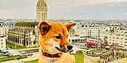 Mitsuki a rejoint le concours — aidez-le/la à gagner de superbes lots ! dog, shiba_inu, pet, animal, outdoor, cityscape, architecture, historic_building, cathedral, stone_ledge, collar, grass, road, car, people, urban, sky, cloudy, park, building