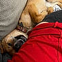 animal, brown_dog, close_up, collar, couch, cozy, dog, fabric, fur, human, indoor, paw, pet, playful, red_clothing, relaxing, resting, smiling, snout, teeth