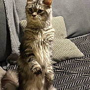 Moon a rejoint le concours — aidez-le/la à gagner de superbes lots ! animal, blanket, cat, couch, cozy, curious, domestic, ears, fluffy, fur, furniture, gray, home, indoor, pet, pillow, relaxed, sitting, tail, whiskers