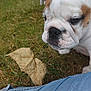 Atos participe au concours pour gagner de l'argent avec cette photo : bulldog, puppy, dog, leaf, dry_leaf, grass, outdoor, jeans, person, closeup, pet, animal, nature, curious, brown_and_white, snout, face, fur, paw, side_view