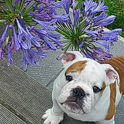 Atos participe au concours pour gagner de l'argent avec cette photo : bulldog, puppy, dog, flower, purple_flower, wooden_deck, grass, outdoor, pet, cute, animal, curious, portrait, closeup, nature, summer, young_dog, playful, snout, ears
