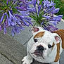 bulldog, puppy, dog, flower, purple_flower, wooden_deck, grass, outdoor, pet, cute, animal, curious, portrait, closeup, nature, summer, young_dog, playful, snout, ears