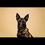 Vaïana a rejoint le concours — aidez-le/la à gagner de superbes lots ! dog, belgian_malinois, portrait, animal, pet, ears, fur, canine, looking, alert, studio, beige_background, photography, muzzle, head, expression, domestic_animal, indoor, closeup, animal_portrait