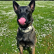 Vaïana participe au concours pour gagner de l'argent avec cette photo : dog, canine, pet, animal, grass, field, daisies, flower, nature, outdoor, sunlight, collar, tongue, ears, black, brown, sitting, muzzle, happy, playful