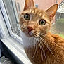 cat, orange_tabby, window, windowsill, whiskers, pet, curious, indoor, closeup, green_eyes, feline, animal, domestic_cat, looking_at_camera, ears, fur, nose, face, background, screen