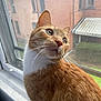 cat, ginger_cat, white_fur, window, window_screen, indoor, pet, whiskers, curious, looking_away, house, brick_building, greenery, daylight, close_up, animal, fur, ears, nose, side_view