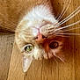cat, orange_tabby, whiskers, green_eyes, upside_down, closeup, wooden_floor, pet, animal, fur, playful, curious, domestic_cat, mammal, face, nose, ears, indoor, relaxed, cute