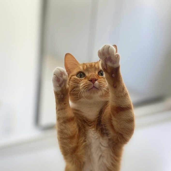 Cheetobi