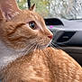 cat, orange_tabby, close_up, profile, whiskers, car_interior, rain, window, raindrops, dashboard, pet, animal, feline, indoor, looking_away, ears, fur, side_view, cute, domestic_cat