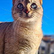 Cali participe au concours pour gagner de l'argent avec cette photo : cat, animal, pet, outdoor, sky, blue_sky, fur, whiskers, close_up, portrait, curious, sunlight, daylight, feline, ears, eyes, nose, urban_background, soft_focus, nature