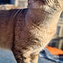Cali participe au concours pour gagner de l'argent avec cette photo : abyssinian, animal, cat, kitten, manx, pet, siamese