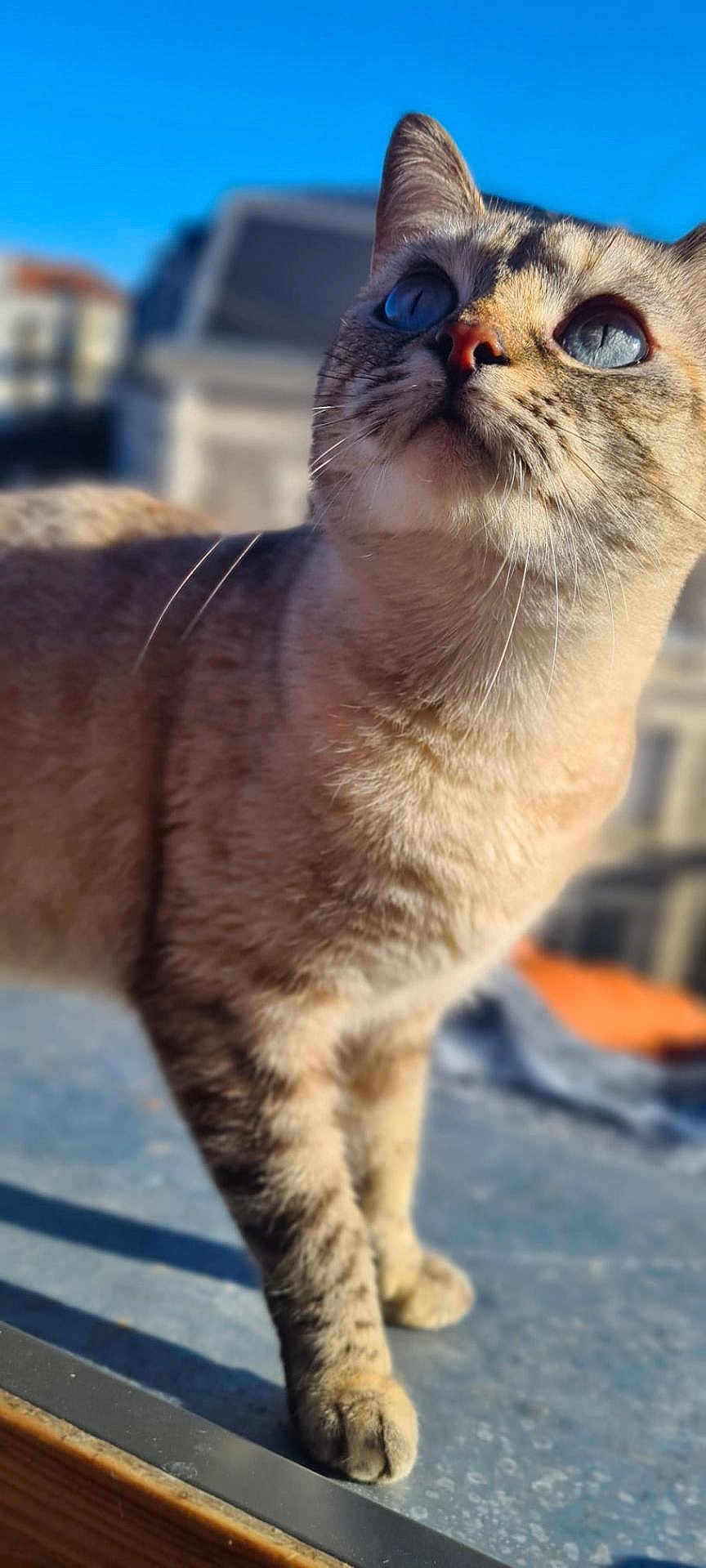 Cali participe au concours pour gagner de l'argent avec cette photo : abyssinian, animal, cat, kitten, manx, pet, siamese
