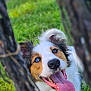 dog, blue_eyes, tongue_out, happy, outdoor, green_grass, tree_branches, collar, pet, playful, close_up, animal, nature, canine, fur, smiling, portrait, summer, daylight, cute