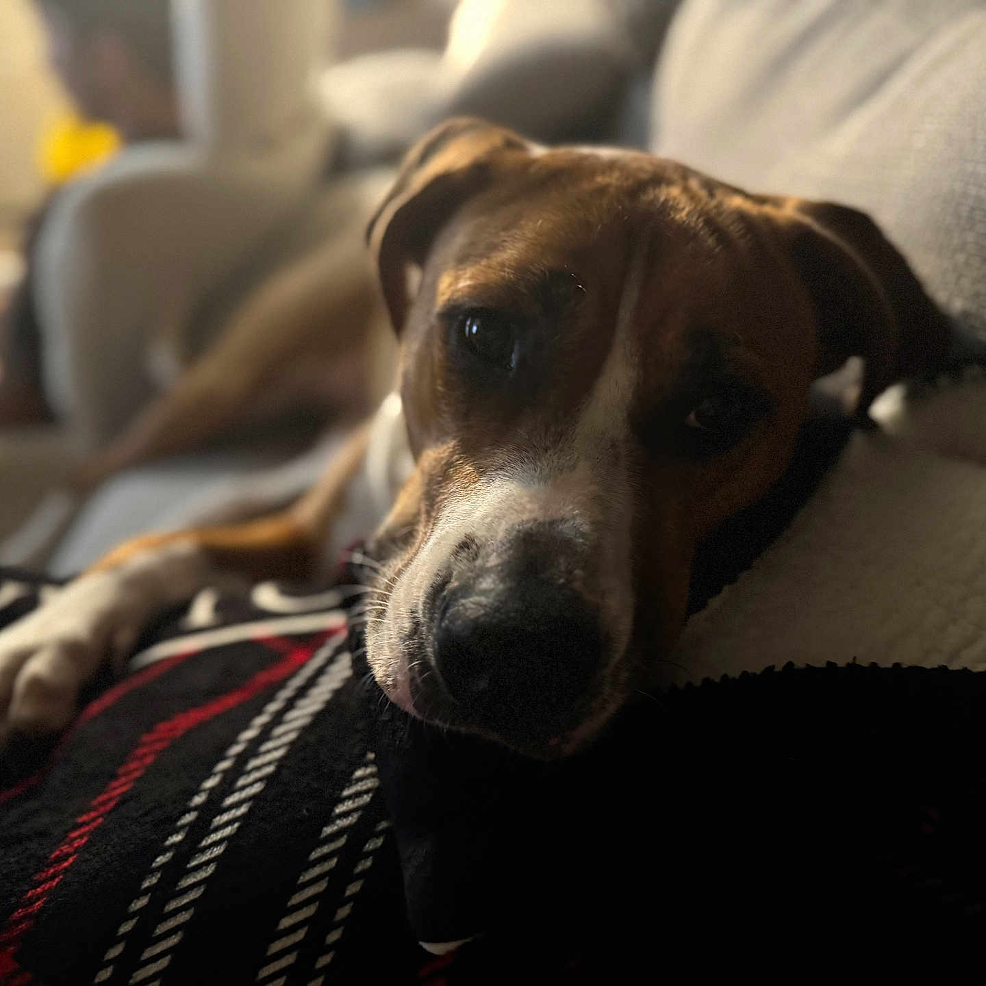 Brownie