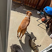 Brownie joined the competition — help win amazing prizes! animal, backyard, basketball, blue_grill, brown_dog, casual, concrete_floor, daytime, dog, fence, football, gray_cat, outdoor, pet, pet_bowl, relaxation, shadow, sunlight, tabby_cat, wooden_fence