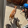 animal, backyard, basketball, blue_grill, brown_dog, casual, concrete_floor, daytime, dog, fence, football, gray_cat, outdoor, pet, pet_bowl, relaxation, shadow, sunlight, tabby_cat, wooden_fence