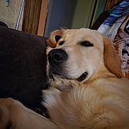 Carter Cooper Forman joined the competition — help win amazing prizes! animal, blanket, canine, closeup, companion, couch, cozy, dog, domestic, fur, furniture, golden_retriever, household, indoor, laying_down, mammal, pet, portrait, relaxed, resting