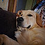 animal, blanket, canine, closeup, companion, couch, cozy, dog, domestic, fur, furniture, golden_retriever, household, indoor, laying_down, mammal, pet, portrait, relaxed, resting