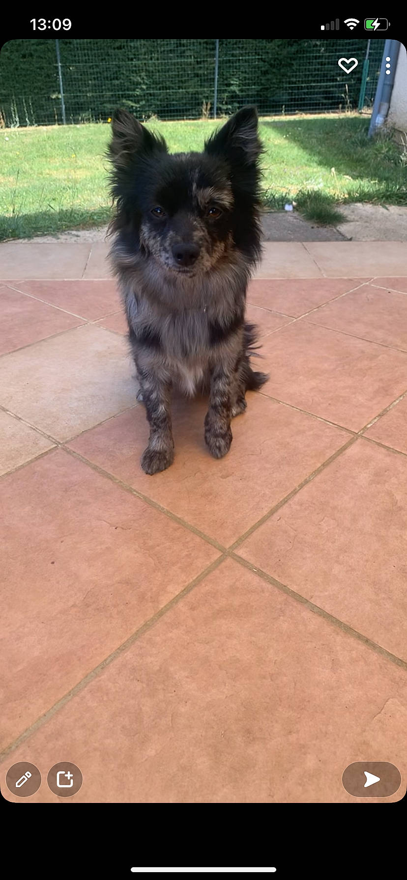 Joy participe au concours pour gagner de l'argent avec cette photo : canidae, carnivore, companion_dog, dog, dog_breed, dog_supply, fawn, flooring, fur, hardwood, liver, plant, road_surface, small_terrier, snout, sporting_group, tail, terrestrial_animal, toy_dog, working_animal