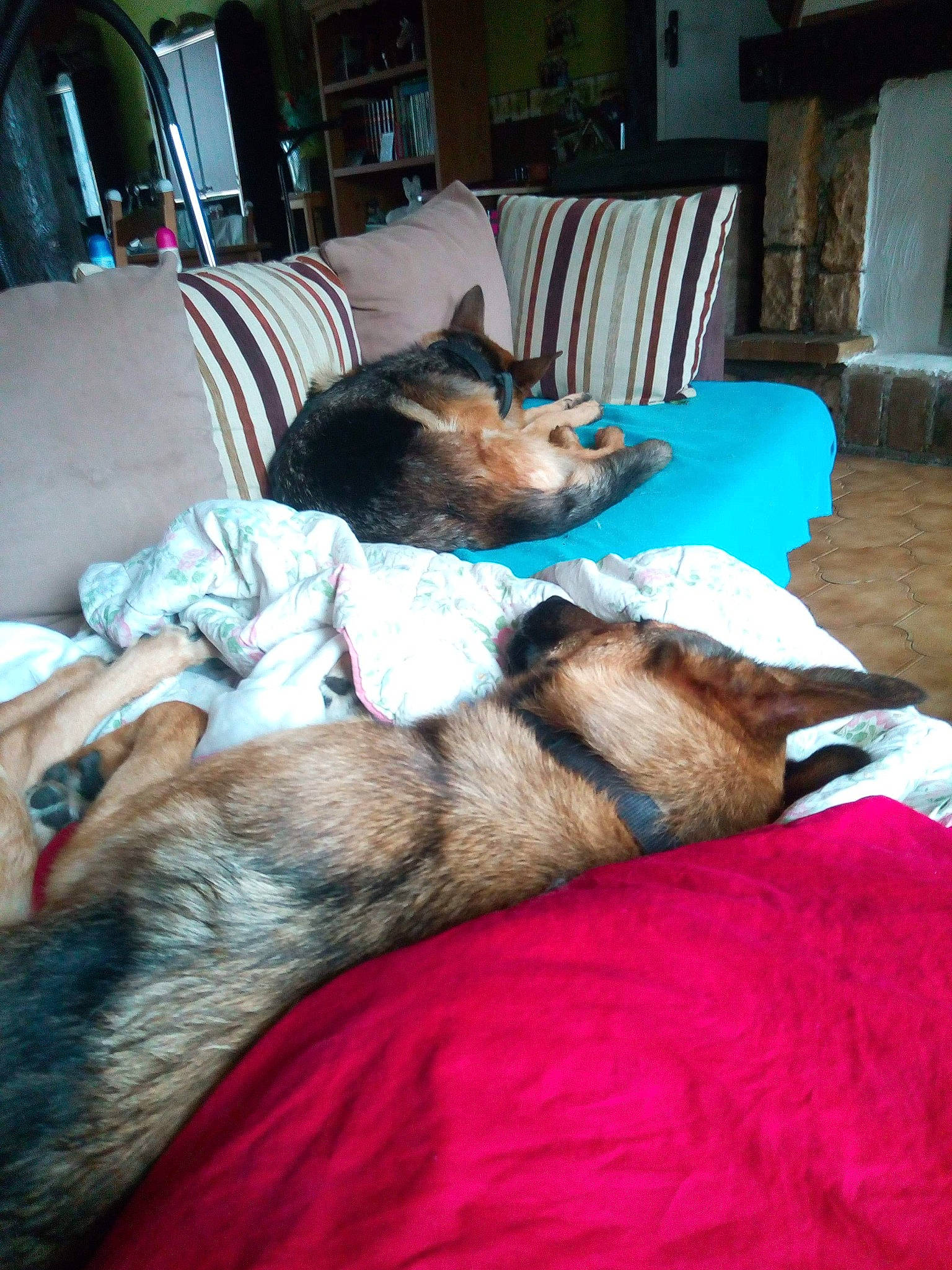 Marley participe au concours pour gagner de l'argent avec cette photo : alaskan_malamute, canidae, carnivore, dog, dog_breed, fur, nap, room, siberian_husky, wolfdog