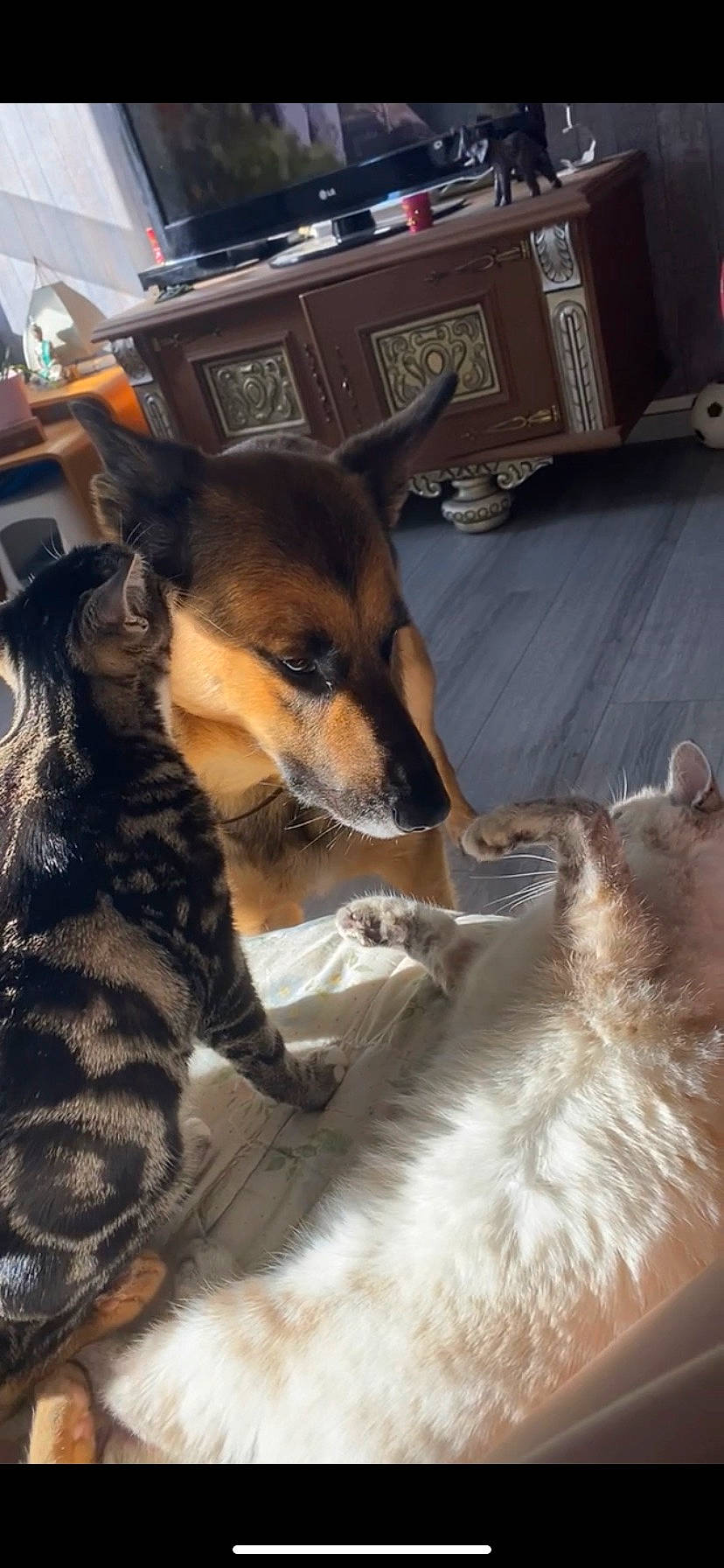 Marley a rejoint le concours — aidez-le/la à gagner de superbes lots ! canidae, carnivore, cat, chihuahua, comfort, companion_dog, dog, dog_breed, fawn, felidae, fur, lap, paw, russkiy_toy, small_to_medium_sized_cats, snout, sporting_group, toy_dog, whiskers, working_animal