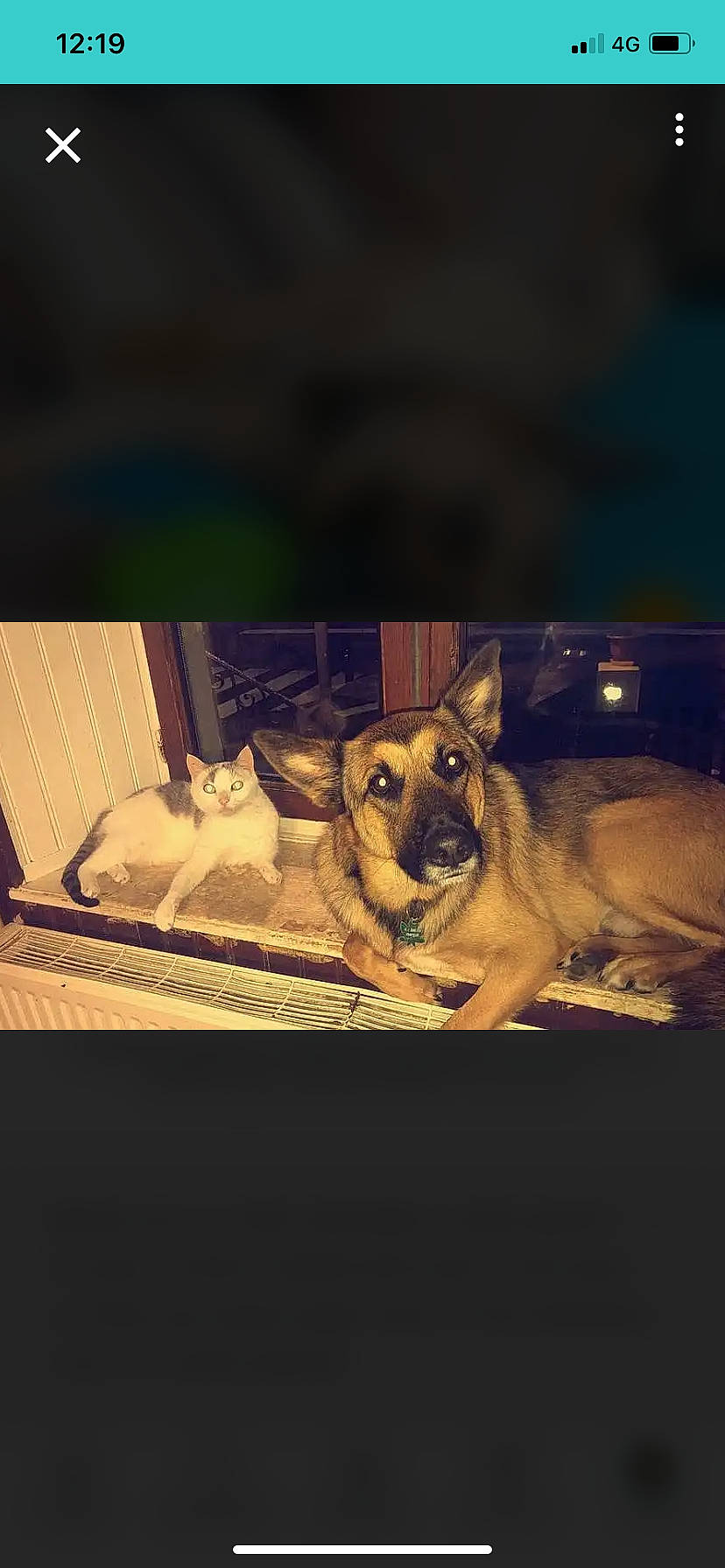 Marley a rejoint le concours — aidez-le/la à gagner de superbes lots ! canidae, canis, carnivore, comfort, companion_dog, darkness, dog, dog_breed, fawn, flash_photography, fur, midnight, night, photo_caption, room, sitting, snout, sporting_group, tints_and_shades, wood