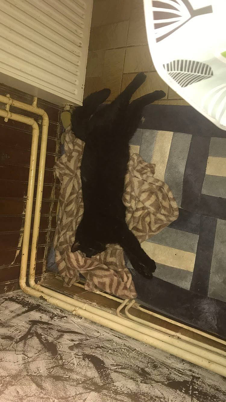 Pépito participe au concours pour gagner de l'argent avec cette photo : floor, shadow