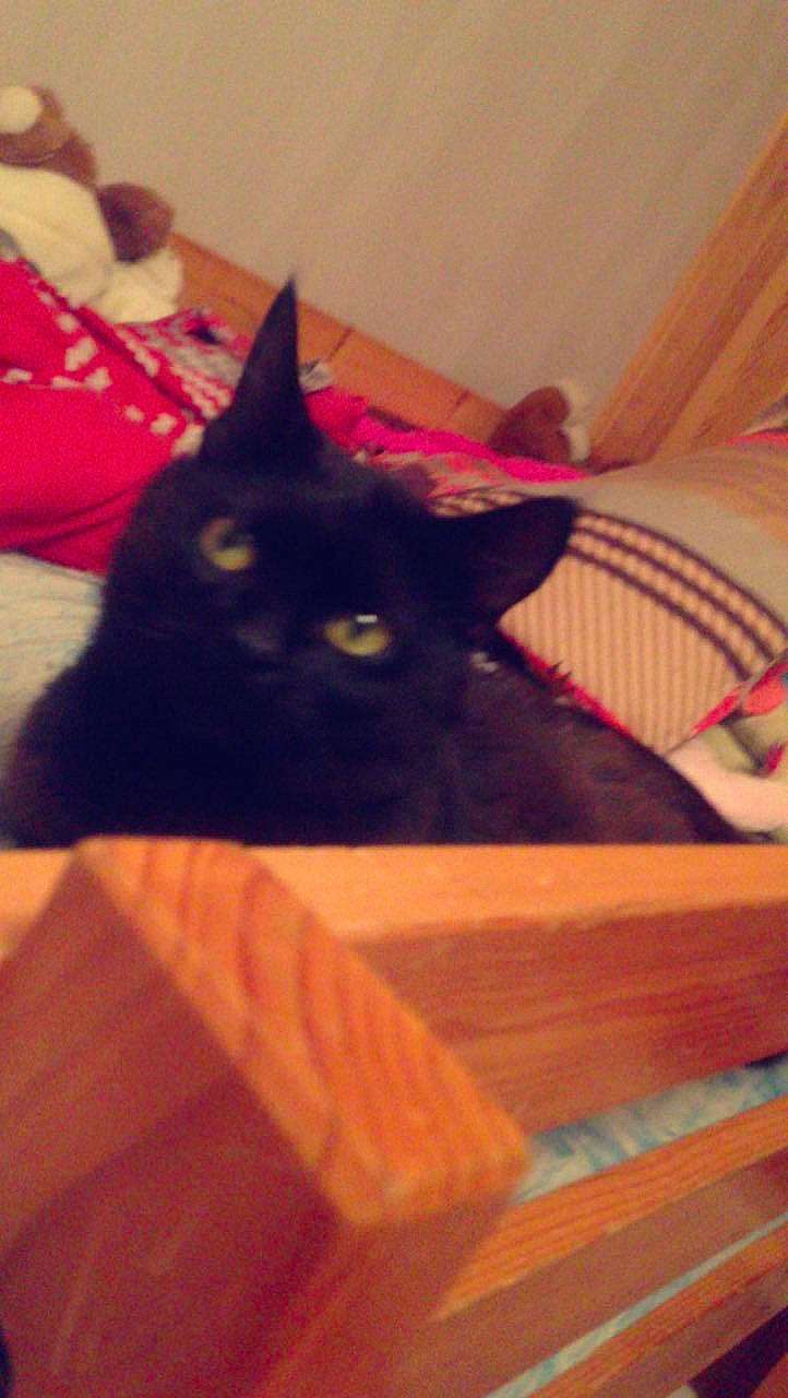 Pépito a rejoint le concours — aidez-le/la à gagner de superbes lots ! asian, black_cat, bombay, british_shorthair, carnivore, cat, domestic_short_haired_cat, fawn, felidae, kitten, mammal, small_to_medium_sized_cats, tail, whiskers