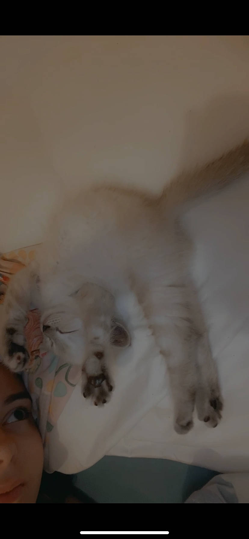 Bianca Booba a rejoint le concours — aidez-le/la à gagner de superbes lots ! canidae, carnivore, cat, claw, companion_dog, dog_breed, fang, fawn, felidae, foam, foot, fur, non_sporting_group, paw, small_to_medium_sized_cats, snout, sporting_group, tail, terrestrial_animal, whiskers