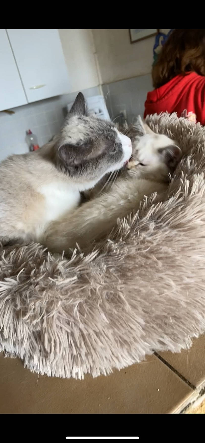 Bianca Booba a rejoint le concours — aidez-le/la à gagner de superbes lots ! british_longhair, carnivore, cat, cat_bed, cat_supply, claw, comfort, domestic_short_haired_cat, fawn, felidae, fur, grey, mammal, natural_material, paw, small_to_medium_sized_cats, snout, tail, vertebrate, whiskers