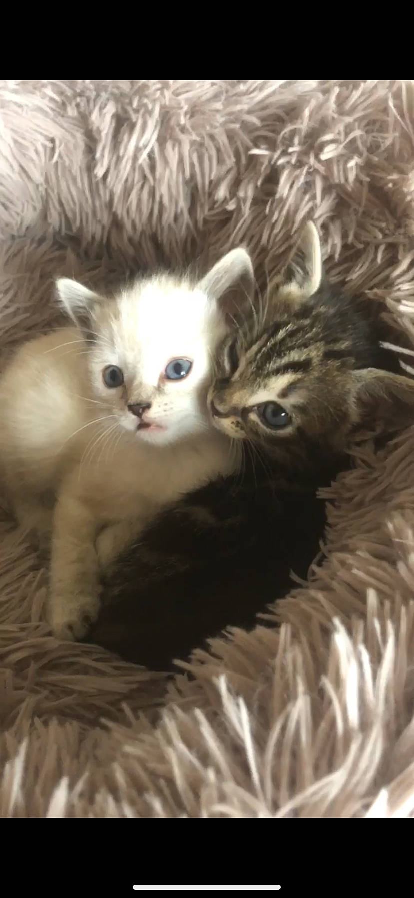 Bianca Booba participe au concours pour gagner de l'argent avec cette photo : carnivore, cat, claw, comfort, domestic_short_haired_cat, event, fawn, felidae, fur, paw, photo_caption, small_to_medium_sized_cats, snout, tail, terrestrial_animal, whiskers, wildlife