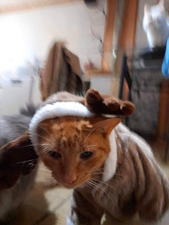 Kyubi participe au concours pour gagner de l'argent avec cette photo : canidae, carnivore, cat, companion_dog, dog_breed, domestic_short_haired_cat, fawn, felidae, fur, goat, livestock, room, small_to_medium_sized_cats, snout, tail, terrestrial_animal, whiskers, window, wood, working_animal