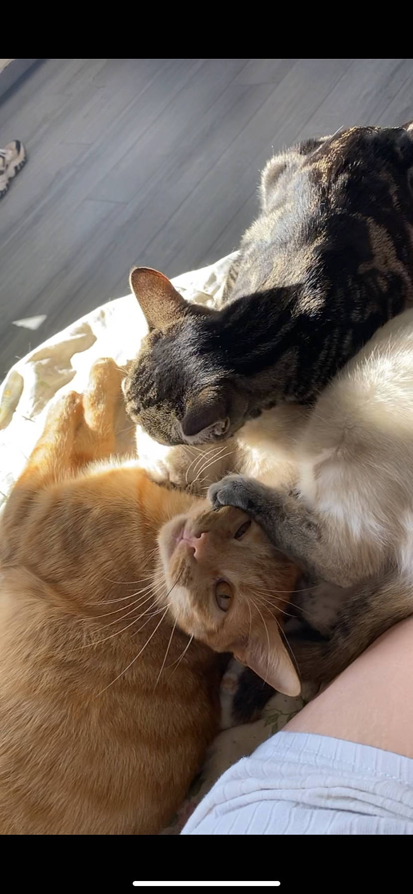 Kyubi a rejoint le concours — aidez-le/la à gagner de superbes lots ! canidae, carnivore, cat, claw, comfort, dog_breed, domestic_short_haired_cat, ear, fawn, felidae, fur, gesture, mammal, nap, paw, small_to_medium_sized_cats, snout, tail, vertebrate, whiskers