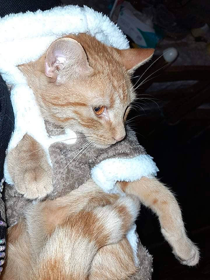 Kyubi participe au concours pour gagner de l'argent avec cette photo : canidae, carnivore, cat, claw, comfort, domestic_short_haired_cat, fawn, felidae, fur, paw, small_to_medium_sized_cats, snout, tail, terrestrial_animal, whiskers, wildlife